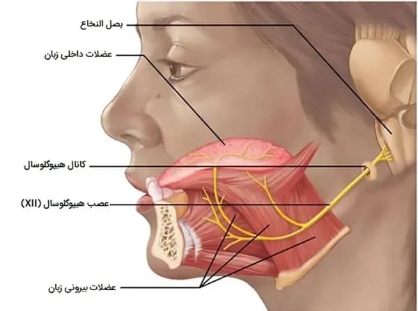 آناتومی صورت